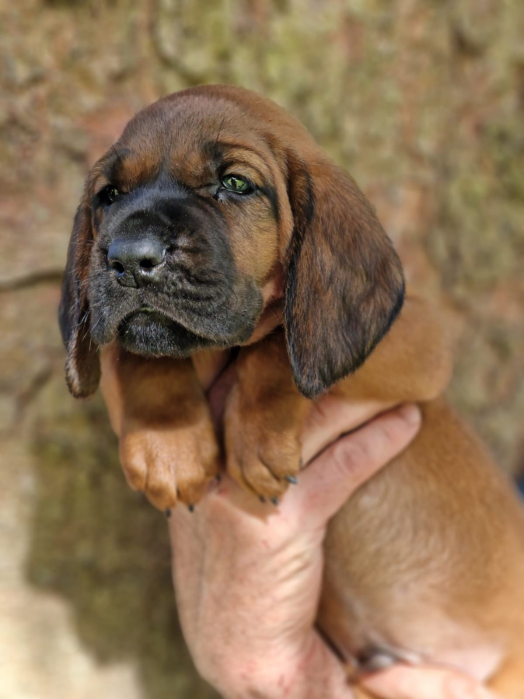 De La Dent Rouge - Chiots disponibles - chien de Rouge de Hanovre