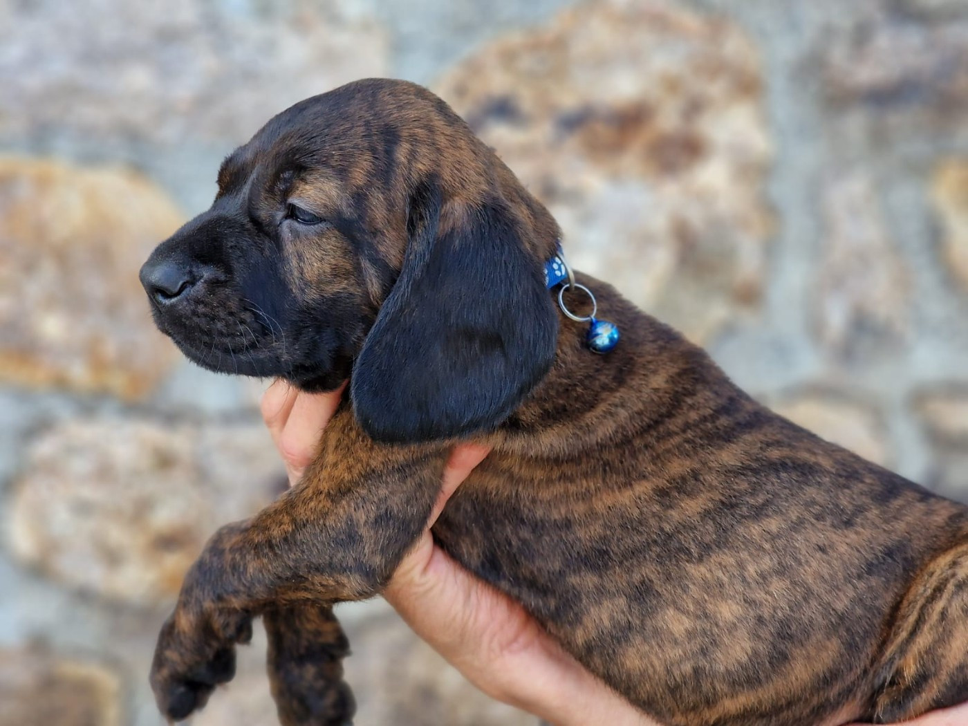 De La Dent Rouge - Chiots disponibles - chien de Rouge de Hanovre