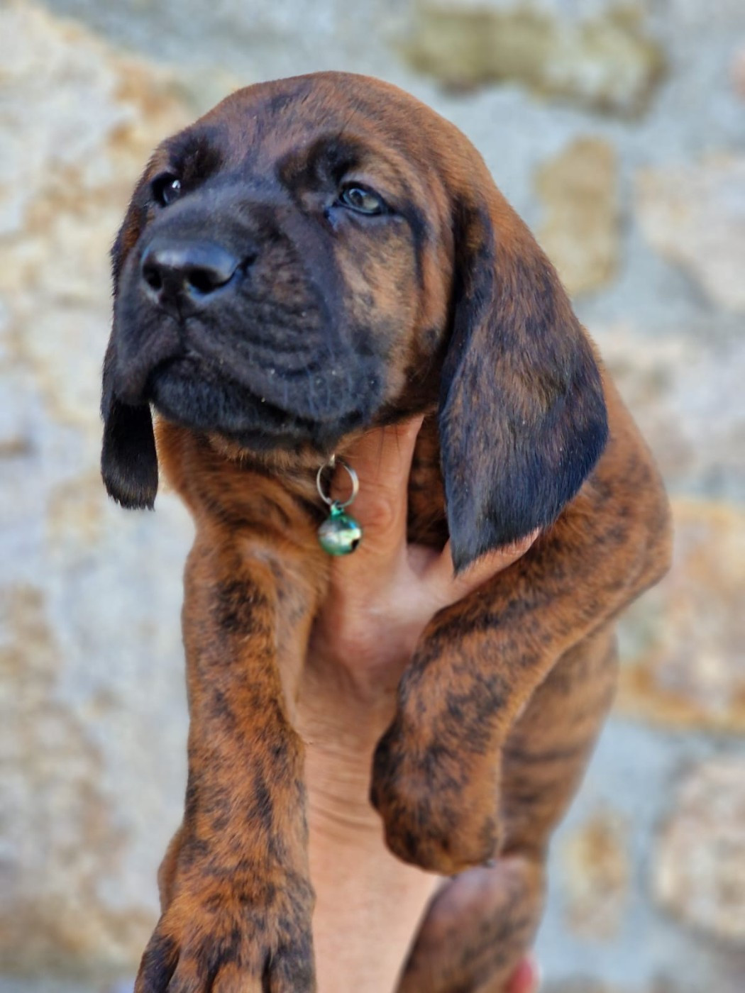 De La Dent Rouge - Chiots disponibles - chien de Rouge de Hanovre